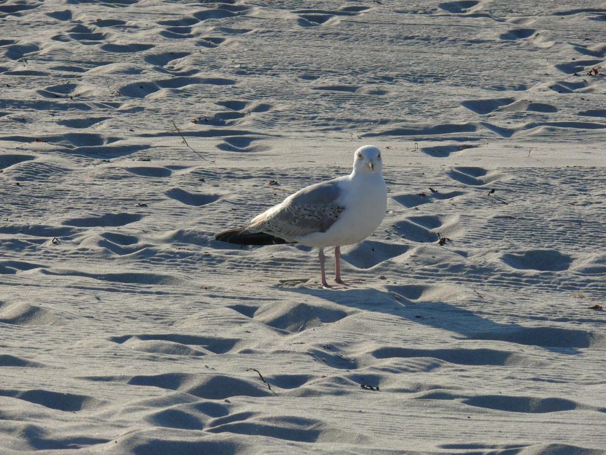 Am Ostseestrand Zingst Exterior foto